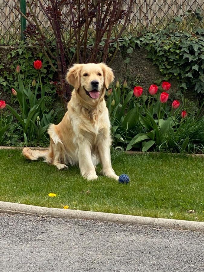 Chez Helene 3 Etoiles, Labellise Disabled Pmr,Pour 4 Personnes Chiens Bienvenus-Pet Friendly Lägenhet Bourg-Madame Exteriör bild